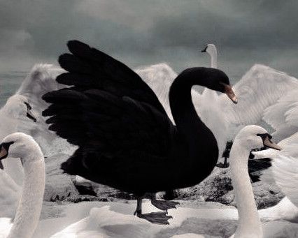 Black Swan Animal, Black Swan 2010, Swan Song, Neo Noir, Black Families, Rose Wallpaper, Swan Lake, Black Swan, Swans