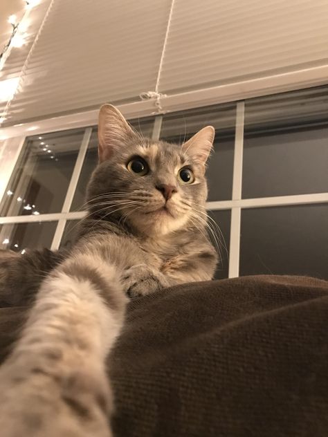 Cat Selfie! Cat Holding Phone Selfie, Cat Selfie Aesthetic, Cat Selfie Funny, Cat Mirror Selfie, Selfie Background, Cat Selfies, Selfie Cat, Iphone Wallpaper Cat, Cat Profile