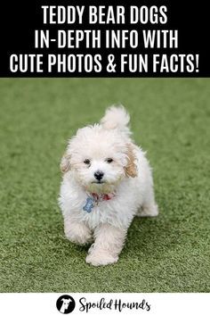 Dogs Chow Chow, Teddy Bear Poodle, Bear Dog Breed, Teddy Bear Dogs, Asian Dogs, Shichon Puppies, Bear Dogs, Teddy Bear Puppies, Puppy Tips