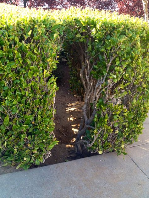 Under bushes Hide-away, fairy hut, secret fort Secret Outdoor Hideout, Secret Garden Ideas Hiding Places, Totoro Tree, Outdoor Clubhouse, Kid Garden, Cool Forts, Outside Landscaping, Big Bush, Herb Spiral