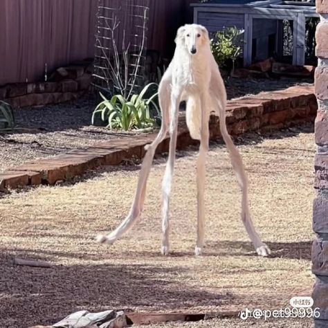 Borzoi Dog, Christmas Posts, Funny Looking Cats, Goofy Dog, Funny Pix, Animal World, Funny Animal Photos, Silly Cats Pictures, Goofy Pictures