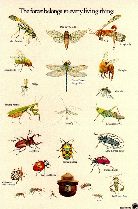 Insect identification poster from the U.S. Forestry Service. Insect activity, Apologia Flying Creatures, #homeschool Insect Activity, Insect Poster, Insect Identification, Insect Activities, Smokey The Bears, Beautiful Bugs, Creepy Crawlies, Insect Art, Scientific Illustration