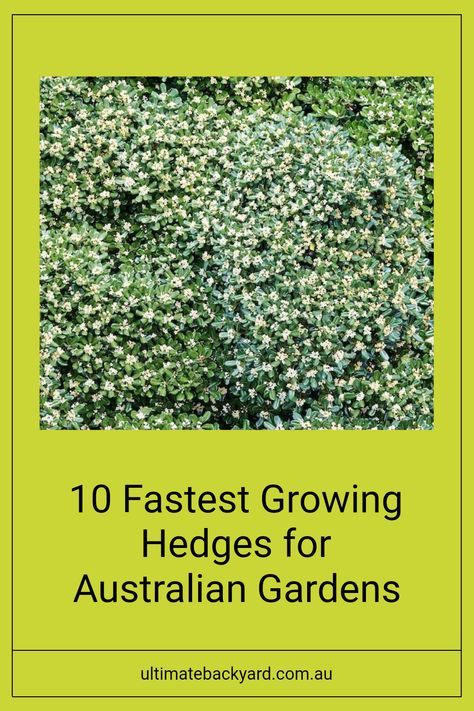 If you need quick privacy and visual appeal in your garden, check out these 10 fastest-growing hedge plants perfect for Australia. One interesting fact: Pittosporum is a popular hedging choice due to its dense foliage and elegance. It's essential to choose varieties that suit your soil and climate conditions. For full details on the best options to transform your garden, visit our article for expert tips and varieties catered to Australian landscapes. Fast Growing Hedge Plants, Landscaping Australia, Hedges Landscaping, Murraya Paniculata, Australian Gardens, Australian Landscapes, Hedge Plants, Fast Growing Hedge, Clumping Bamboo