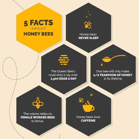 Honey bees are truly fascinating! Check out these 5 fun facts about honey bees. Bees Facts, Facts About Honey Bees, Facts About Honey, Fun Facts About Bees, Honey Party, Honey Facts, Honey Business, Honey Bee Facts, Honey Production