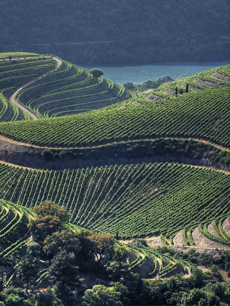 Wine Vineyards, Italy Wine, Douro Valley, Visit Portugal, Port Wine, Destination Voyage, River Valley, Portugal Travel, Spain And Portugal