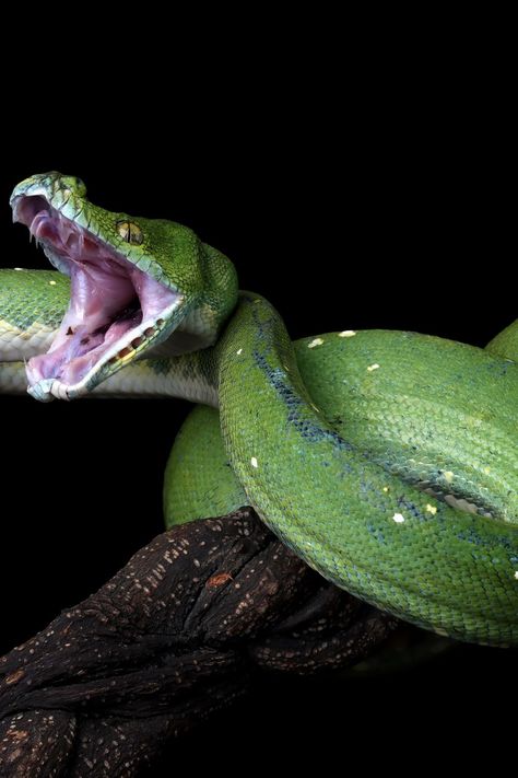 Green snake chasing or attacking you Snake Mouth Open Side View, Snake Side Profile, Snake Side View, Snake Mouth Open, Snake Open Mouth, Snake Striking, Snake Hissing, Snake Beauty, Hissing Snake