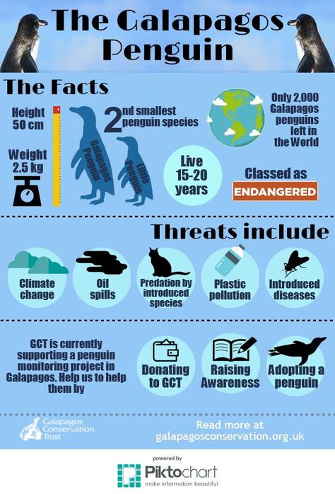 Penguin Awareness Day - Galapagos Conservation Trust Penguin Awareness Day, Galapagos Penguin, Penguin Species, Invasive Species, Educational Websites, Sea Birds, Research Projects, Penguins, Adoption