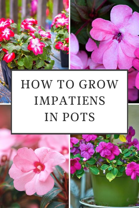 Few garden plants are as versatile as impatiens plants. They come in a wide variety of colors, and new varieties have been developed that will even thrive in full sun. They are no longer just plants for shade or partial shade! Impatiens In Pots, Impatients Flowers, Impatiens Flowers, Plants For Shade, Impatiens Plant, Overwintering, Container Flowers, Garden Care, Shade Plants