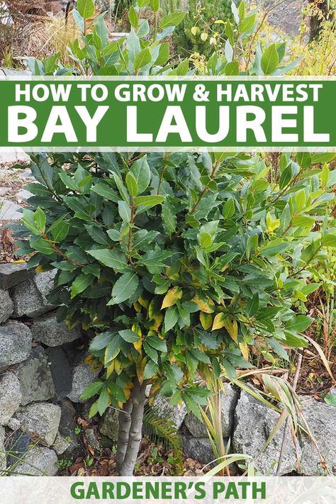 How would you like a nice woody shrub that can also serve as an essential kitchen spice? Grow your own bay leaves right at home. Lean how plant, care for, and harvest the leaves of the bay laurel with our complete growing guide on Gardener’s Path. #herbgarden #growingfood #shrubs #gardenerspath Bay Leaf Plant, Bay Leaf Tree, Bay Laurel Tree, Bay Laurel, Laurel Tree, Meteor Garden 2018, Magic Garden, Garden Route, Bay Leaf