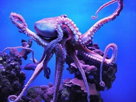 animals discovered .. Purple octopus ... Octopus Pictures, Cool Sea Creatures, Purple Octopus, Fauna Marina, Life Under The Sea, Deep Sea Creatures, Octopus Art, Beautiful Sea Creatures, Underwater Creatures