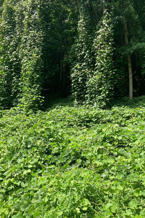 The Weird and Wonderful Ways You Can Cook with Kudzu (Really!) – Garden & Gun Kudzu Recipes, Kudzu Vine, Southern Interiors, Hunting Recipes, Grape Kool Aid, Electric Lemonade, Southern Interior, Vine Tattoo, Foraging Recipes