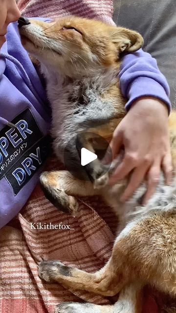 Fox Pet, Wild Animals Videos, Otters Cute, Baby Fox, Animal Videos, Beautiful Soul, Otters, Animal Gifs, Funny Animal Videos