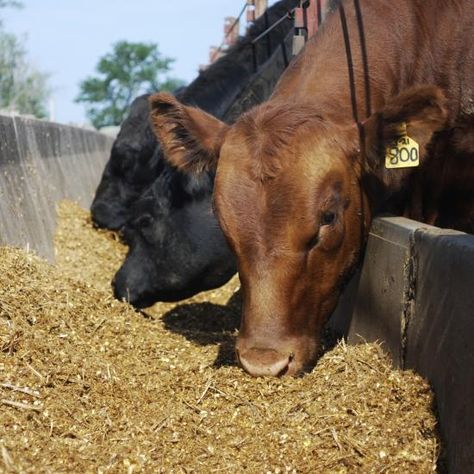 These feed additives are still available over the counter, which means no direct veterinary prescription is required. Here's a rundown of the six types as well as products available. Cow Feed, Edible Insects, Beef Cow, Cattle Feed, Dairy Cattle, Beef Cattle, Cattle Farming, Market Research, How To Level Ground