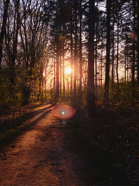 Sunset in the forest Nature Core, Brown Eyes Aesthetic, Brown Forest, Iphone Widgets, Nothing Gold Can Stay, Dark Summer, Forest Sunset, Visual Aesthetics, Teen Life Hacks