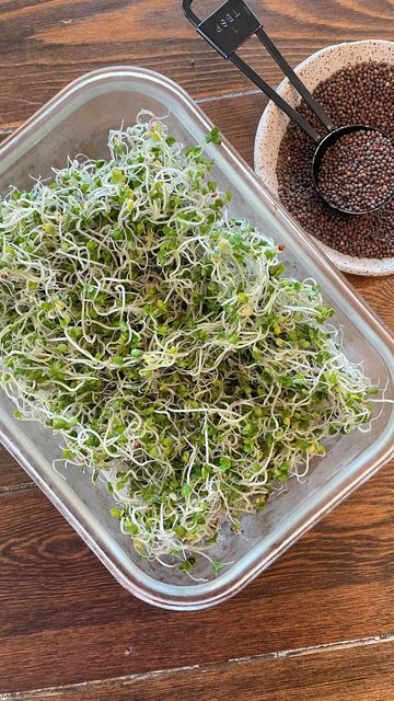 The Rising Chefs | Kim | Wife & Mama on Instagram: "🥦Grow Your Own Broccoli Sprouts🥦 I love growing food. These broccoli sprouts are fun, easy, delicious, & nutritious. They only take 6 days from seed to harvest. Thank you @chrisbeatcancer for the idea to grow our own broccoli sprouts right on our kitchen counter. The kids loved seeing the sprouts grow 🌱 Ingredients & Tools: 64 oz Wide Mouth Ball Jar, @ballcanning Wide Mouth Sprouting Lid Broccoli Seeds for Sprouting & Microgreens Filtered Sprouts In A Jar, How To Grow Sprouts, Grow Sprouts, Garden Train, Growing Sprouts, Broccoli Seeds, Gourmet Dishes, Broccoli Sprouts, Sprouting Seeds