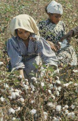 Girls working on the cotonfield Egypt Women, Cotton Picking, Egypt People, Cotton Plantations, Egypt Vintage, Egypt Girls, Cotton Farm, Cotton Bolls, Life In Egypt