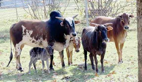 Zebu Zebu Cattle, Zebu Cow, Miniature Cattle, Farm Ideas, Mini Farm, Backyard Farming, Khalid, Farm Yard, Farm Life