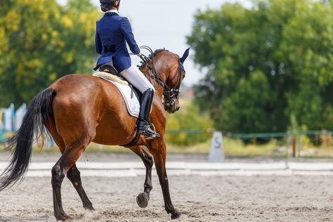 Getting great movement from your horse requires the combination of a number of elements, but hind end engagement is one of the key factors. Without it, impulsion is nearly impossible. Read on for a great exercise to get your horse to engage his hind end: Dressage Arena, English Horse, Horse Tips, One More Day, The Arena, Horse Training, Getting Better, Dressage, The Weekend