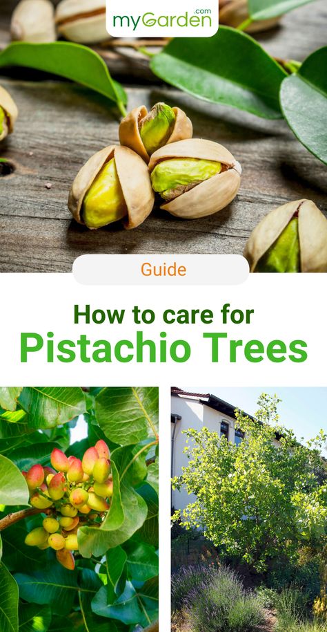 The Pistachio tree is an easy-going and very decorative potted plant with an eventful history. It does well in hot and sunny locations. The Pistachio tree is part of a genus with more than ten species of trees that are all native to dry climates from the Mediterranean and Malaysia to Mexico and South America. Many are grown for their foliage, flowers and fruit. Learn in this mygarden guide how to plant and care for Pistachio Trees. #mygardencom #mygarden #pistachio #pistachiotree How To Grow Pistachios, Red Push Pistache Tree, Pistachio Plant, Africa Trees, Pistachio Tree, Growing Wheat, Fruit Tree Garden, Food Forest Garden, Nut Trees