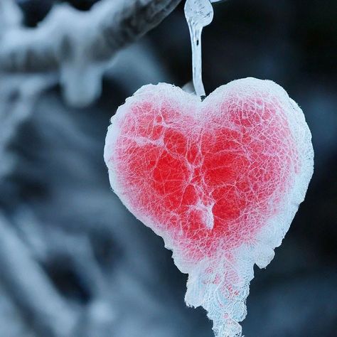 Ice Drawing, Hearts In Nature, Ice Heart, Heart In Nature, Frozen Heart, Heart Illustration, Heart Art, White Heart, Red Rose