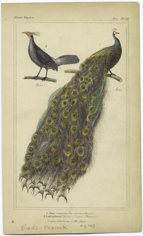 Henri Fantin Latour, Vintage Bird Illustration, Peacock Pictures, Peacock Wall Art, Peacock Painting, Peacock Art, Antique Illustration, The Peacock, Scientific Illustration