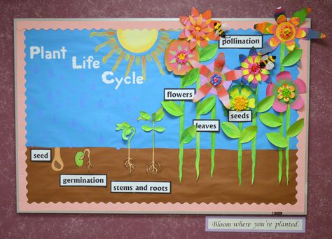 Plant life cycle Science Bulletin Boards Preschool, Plants Life Cycle Activities, Life Cycles Kindergarten, Life Cycle Activities, Teaching Plants, Science Bulletin Boards, Spring Science, Life Cycles Activities, Spring Bulletin