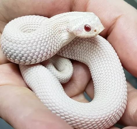 Snake Morphs, Western Hognose Snake, Snake Photos, Hognose Snake, Baby Snakes, Cool Snakes, Pretty Snakes, Corn Snake, Snake Lovers