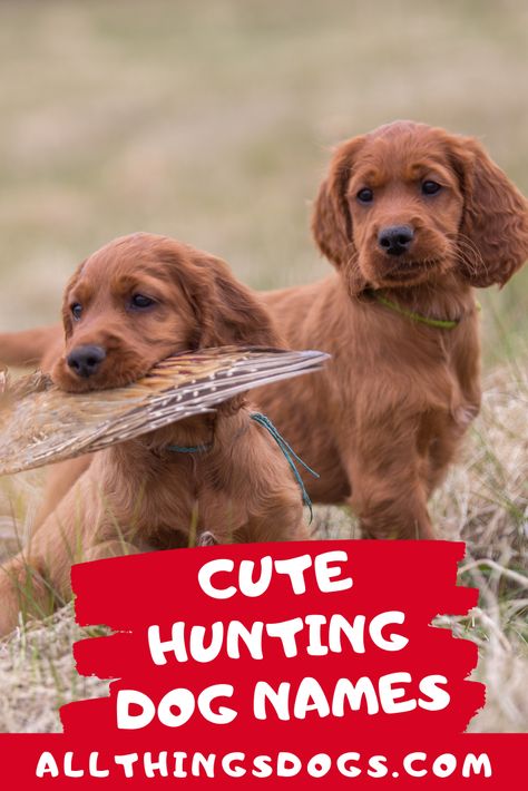 One way to truly connect your hunting companion to the nature they will be surrounded by is to choose a name from nature. Check out our list of cute hunting dog names inspired by the great outdoors for inspiration.  #cutehuntingdognames #huntingdognames #cutenamesforahuntingdog Girl Pet Names, Hunting Dog Names, Duck Hunting Dogs, Bow Hunting Tips, Hunting Turkey, Cute Labrador Puppies, Cute Dog Names, Dog Australian Shepherd, Dog Shih Tzu