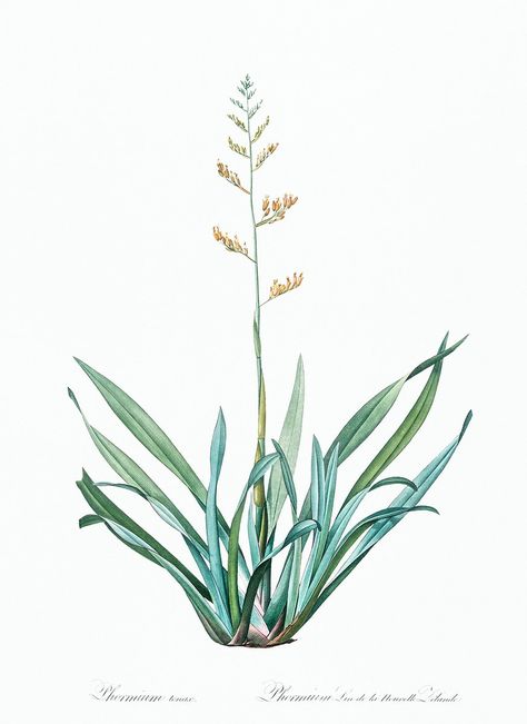 New Zealand flax illustration from Les liliacées (1805) by Pierre Joseph Redouté (1759-1840). Original from New York Public Library. Digitally enhanced by rawpixel. | free image by rawpixel.com Flax Tattoo, New Zealand Native Flowers, New Zealand Flowers, Tattoo Giveaway, Nz Plants, Flax Designs, New Zealand Flax, Tree Hugging, New Zealand Tattoo