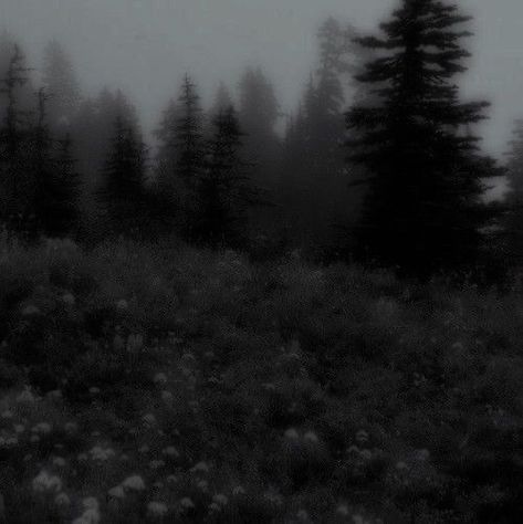 Grudge Aesthetics, Elijah Core, Grey Hour, Dark Naturalism, Werewolf Aesthetic, Dark Forest Aesthetic, Forest Aesthetic, Foggy Forest, Dark Nature