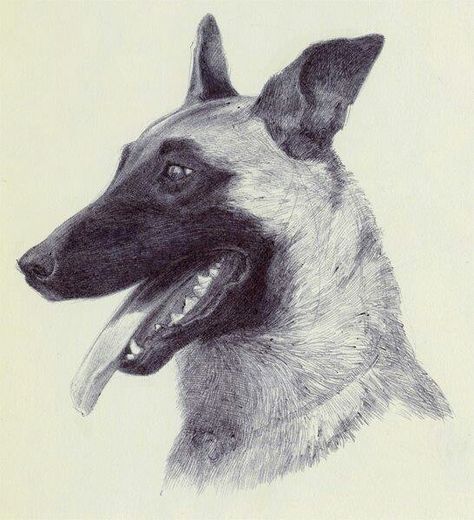 Malinois Belgian Malinois Drawing, Belgian Malinois Tattoo, Malinois Drawing, Malinois Tattoo, Cute Belgian Malinois, Belgian Malinois Training, Malinois Training, Dog Line Art Tattoo, Berger Malinois