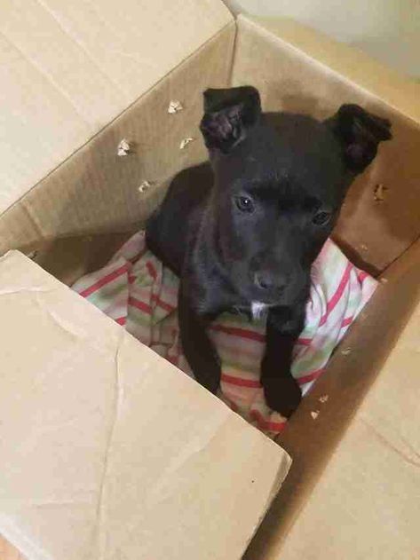 Puppy Abandoned In Box Outside School With The Saddest Note Outside School, Tiny Puppy, Rescue Pets, Pit Crew, Tiny Puppies, Homeless Dogs, Pet Cage, Dog Rescue, Detroit Michigan