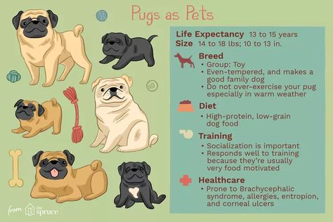 Pug: Dog Breed Characteristics & Care Pug Food Recipes, Pug Puppy Care, Pug Training, Boarding Kennels, Pug Breed, Pug Names, Puppy Checklist, Bearded Dragon Cute, Best Dogs For Families