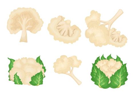 Cartoon cauliflower illustrations set | Free Vector #Freepik #freevector #food #leaf #green #cartoon Cauliflower Illustration, Types Of Cabbage, Green Cartoon, Vegetarian Nutrition, Vegetable Design, Recipe Drawing, Organic Recipes Healthy, Cauliflower Steaks, Tree Logo