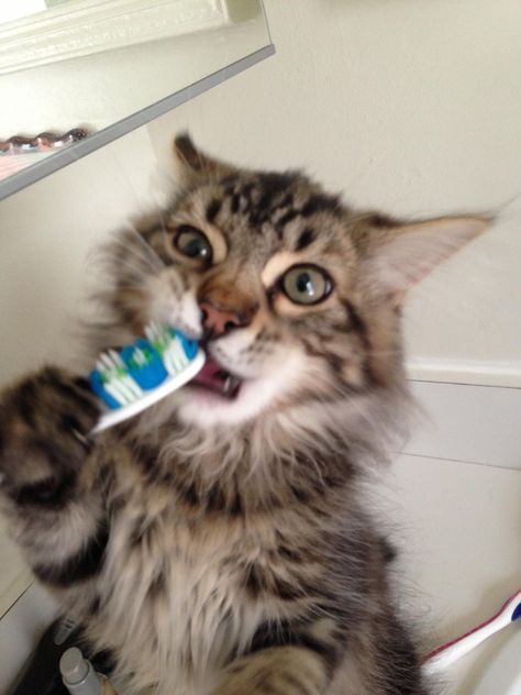 Cat Brushing Teeth, Funny Kitties, Bobtail Cat, National Cat Day, Funny Bones, Brush Your Teeth, Sweet Kitty, Cat Talk, Russian Blue Cat