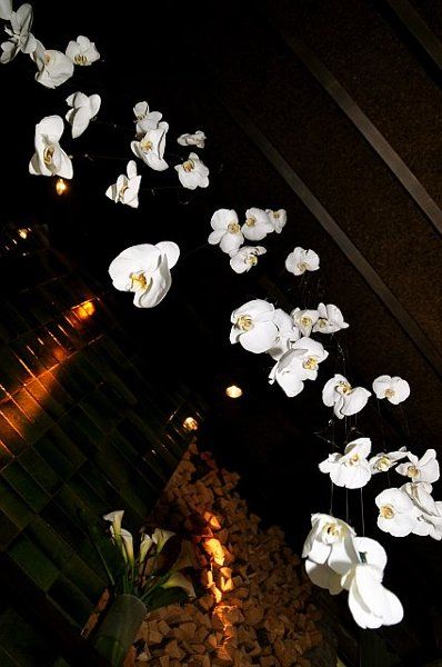 orchids hanging from ceiling Orchids Hanging From Ceiling, Hanging Orchids Wedding, Ideas For Wedding Ceremony, White Orchids Wedding, Hanging Orchid, Flower Ceiling, Indoor Flowering Plants, Dendrobium Orchids, Orchid Wedding