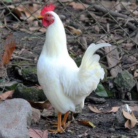 Leg Horn Chicken, White Leghorn Chicken, Cream Legbar Chickens, Leghorn Chicken, Chicken Math, Chicken Strip, Cream Legbar, Leghorn Chickens, Chicken Images