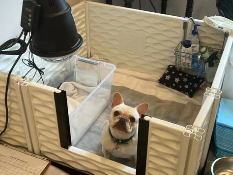 French Bulldog Whelping | Master The Art Of Whelping Puppies With These 100% Great Tips | Le Pepite Frenchies Whelping Puppies, Whelping Box, Potty Pads, Frenchie Puppy, Feeding Tube, French Bulldog Puppy, Puppy Food, Bottle Feeding, Mini Fridge