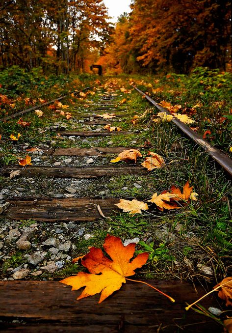 Overgrown and Autumn Painted | I really don't know why I did… | Flickr Autumn Beauty, Train Tracks, Beautiful Photography, 그림 그리기, Nature Beauty, Beautiful World, Pretty Pictures, Mother Nature, Beautiful Photo