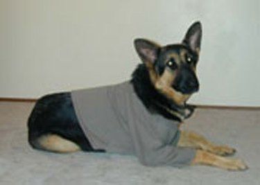 How to Make a Dog Sweatshirt Diy Dog Coat From Sweatshirt, How To Make A Dog Sweater, Diy Dog Sweater No Sew, Bailey Chair For Dogs, Big Dog Sweaters, Diy Dog Sweater, Large Dog Sweaters, Old Sweatshirt, Dog Games