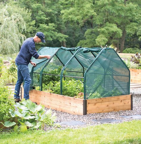 Winter Shrubs, Garden Cloche, Garden Problems, Cedar Garden, Survival Gardening, Plant Protection, Garden Bed, Green House, Veggie Garden