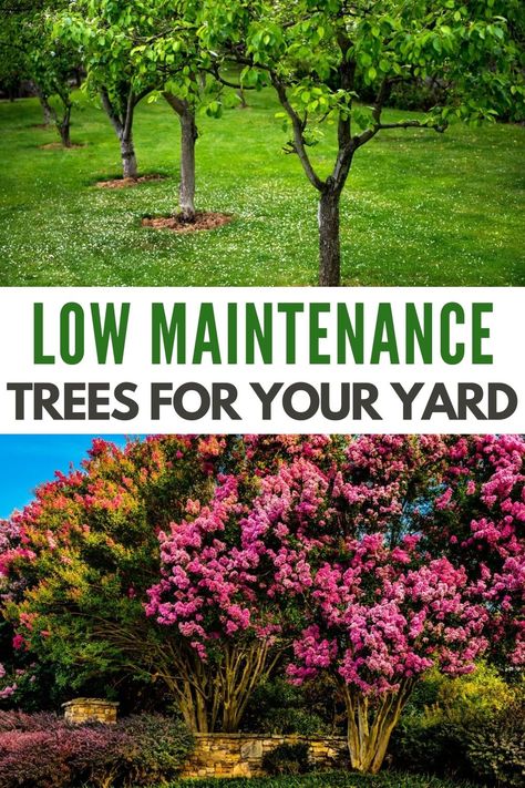 If you’re looking for a tree that won’t take too much of your time or energy, then low maintenance trees may be the perfect choice for you. #lowmaintenancetrees #landscape #trees #smalltrees #gardentrees Low Maintenance Trees Backyards, Low Maintenance Trees, Backyard Trees Landscaping, Best Shade Trees, Low Maintenance Backyard, Trees For Front Yard, Backyard Trees, Landscaping Trees, Pretty Trees