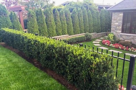 Evergreen Shrubs For Shade | Top 17 Choices — PlantingTree.com Privacy Trees Fast Growing, Hicks Yew, Yew Shrub, Privacy Hedge, Privacy Trees, Shade Shrubs, Privacy Landscaping, Garden Shrubs, Evergreen Shrubs