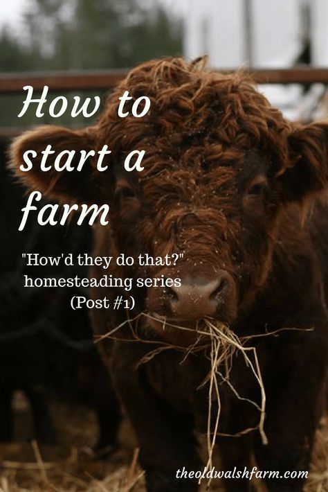 Start A Farm, Starting A Farm, Homesteading Animals, Raising Farm Animals, Farm Plans, Homestead Farm, Farm Business, Farm Lifestyle, Future Farms