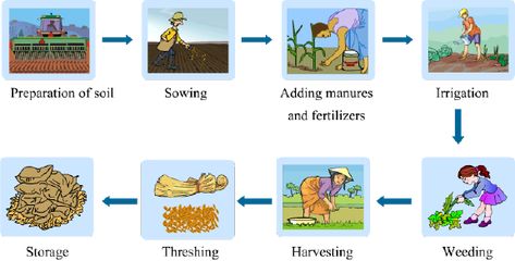 CROP PRODUCTION AND MANAGEMENT (CLASS 6, SCIENCE) Crop Production And Management Class 8, Clinical Psychology Student, Crop Production And Management, Integrated Pest Management, Classroom Charts, Soil Texture, Crop Production, Science Lesson, Agricultural Practices