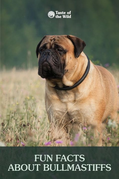 Fearless and imposing, bullmastiffs are working dogs with a purpose. These large dogs were actually bred to guard and protect. Learn more about the bullmastiff dog breed in our blog! #DogBreeds #Bullmastiff Bull Mastiff Dogs, Bull Mastiff Puppies, Young Farmers, Mastiff Puppies, Mastiff Dogs, Pet Breeds, Loyal Dogs, Bull Mastiff, Working Dogs