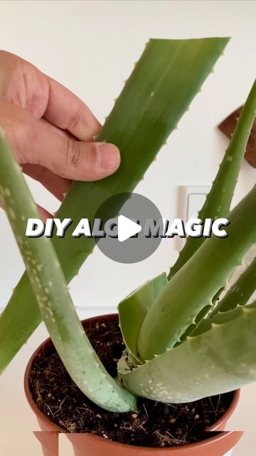 Armen Adamjan on Instagram: "Aloe = Magic for Plants! 🌱🤩 . . . #aloe #aloevera #lifehacks #hacks #tipsandtricks #gardening #planttips #instagood #diy #howto #learn #tips" Aloe Vera Growing Tips, Grow Aloe From Clipping, How To Propagate Aloe Vera, Propagate Aloe Vera, Aloe Plant Care, Rooting Roses, Plant Projects, Aloe Plant, Aloe Vera Plant