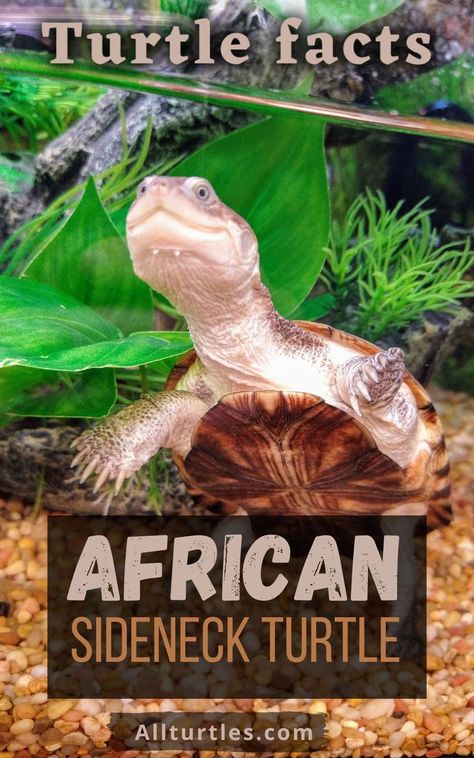 African Sideneck Turtle, Mud Turtle, Aquatic Turtle Tank, Seahorse Tank, Turtle Enclosure, Types Of Turtles, Freshwater Turtles, Turtle Facts, Turtle Aquarium