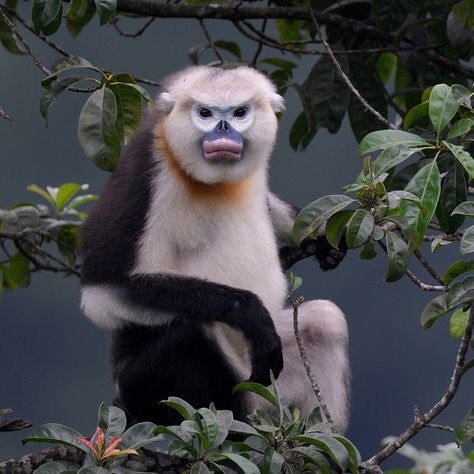 Over 80% of the entire global population of Tonkin snub-nosed monkeys are found in one single forest in Vietnam, and are listed as one of 25 most endangered primates in the world. Snub Nosed Monkey, Ugly Monkey, Monkey Types, Monkey Species, Snub Nose, Types Of Monkeys, Monkey World, Monkey Illustration, Ape Monkey