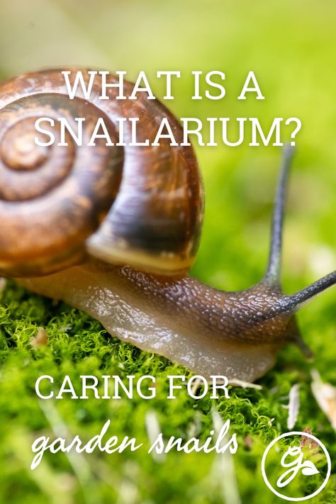 Snail Garden Ideas, Small Snail Terrarium Ideas, Snail Safe Plants, Pet Slug Habitat, Snail Habitat Tanks, Snail Terrarium Ideas Diy, Terrarium With Snails, Garden Snail Terrarium Ideas, How To Care For Snails